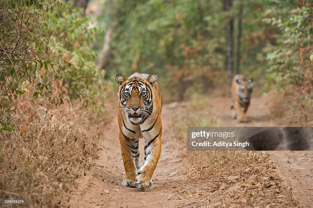 Tiger mother and cub in a forest