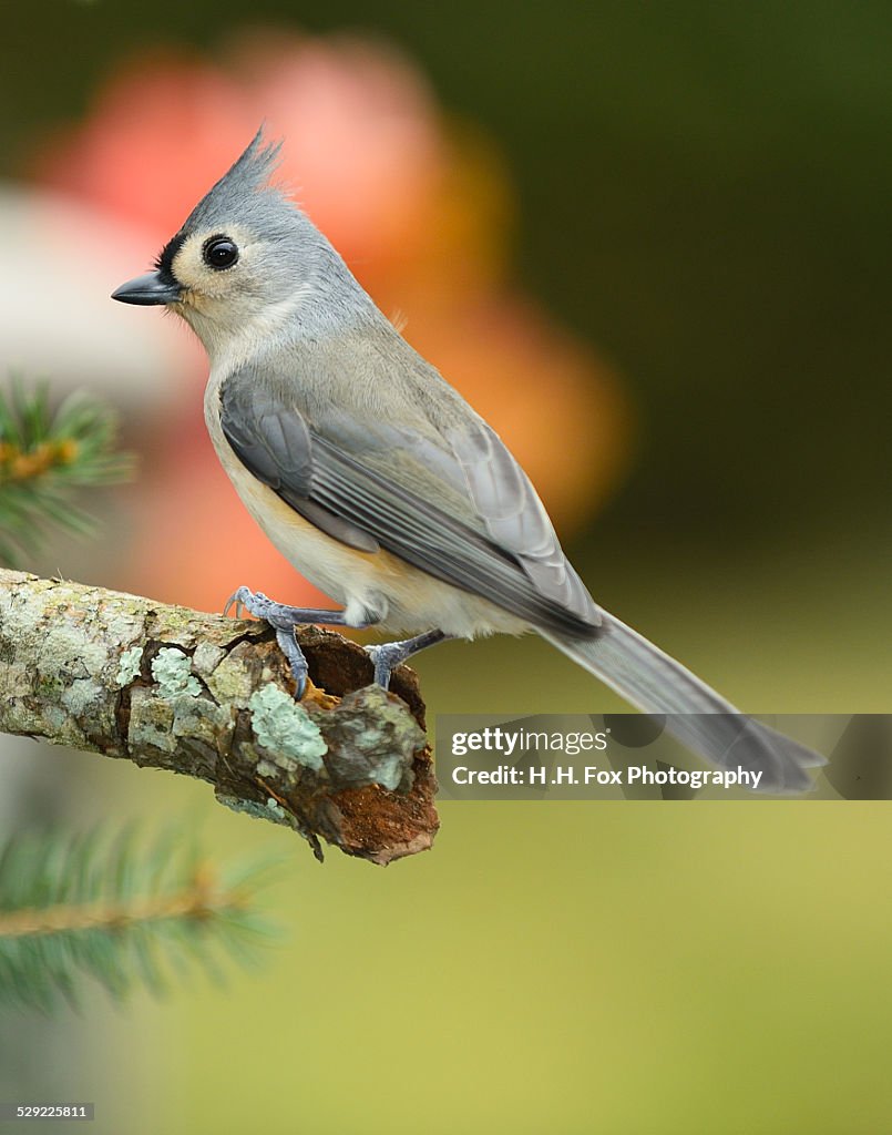 Tufted Titmouse Perched on Pine Branch