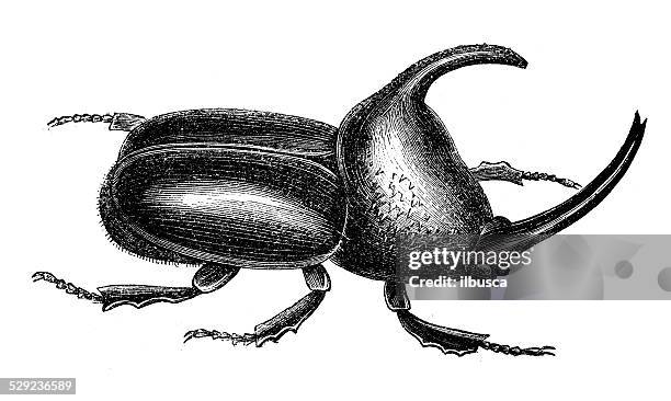 illustrations, cliparts, dessins animés et icônes de ancienne illustration de scarabée - scarabée