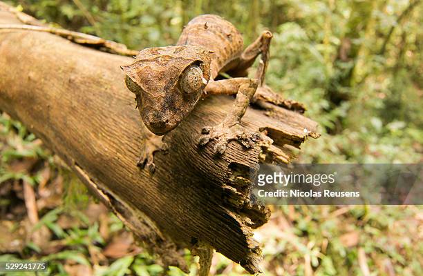 uroplatus phantasticus - uroplatus phantasticus stock pictures, royalty-free photos & images
