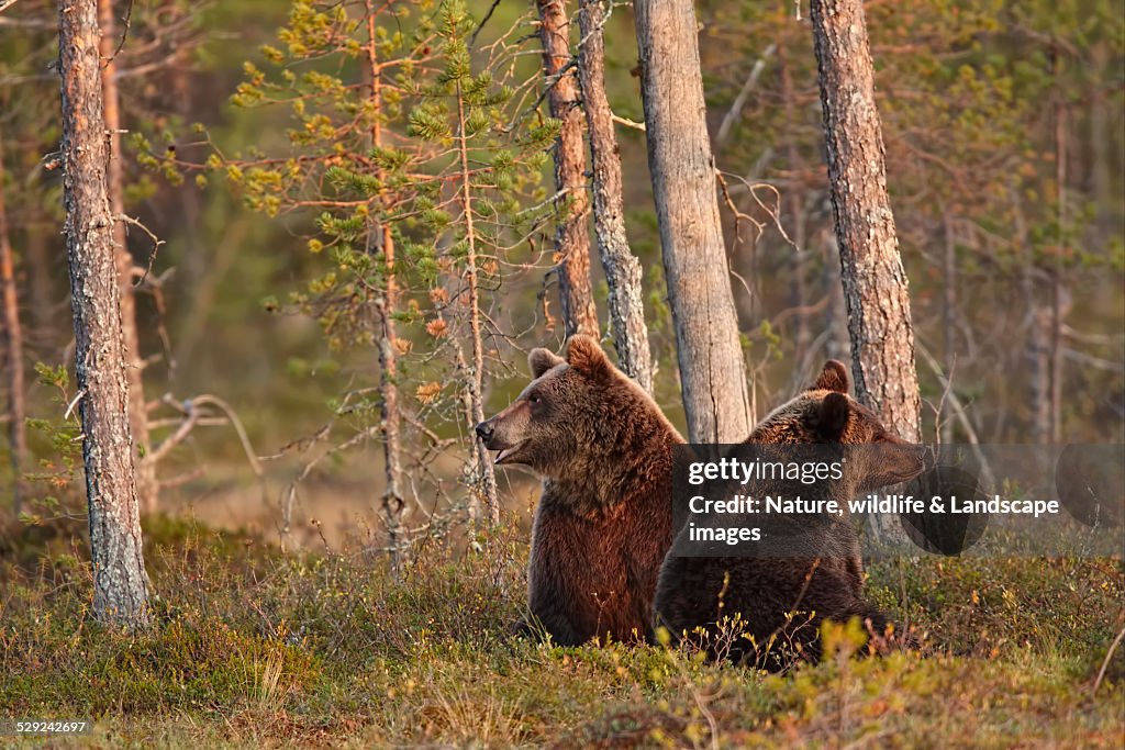 Double bears