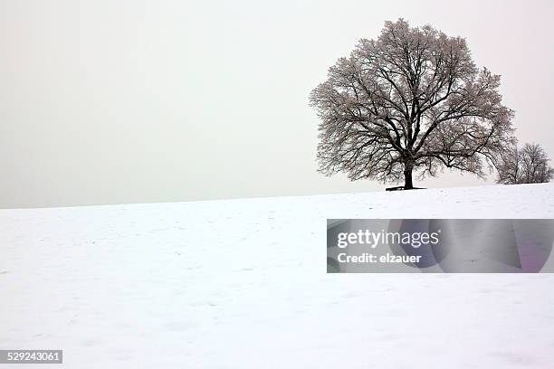 winter in salzburg - bare trees on snowfield stock pictures, royalty-free photos & images