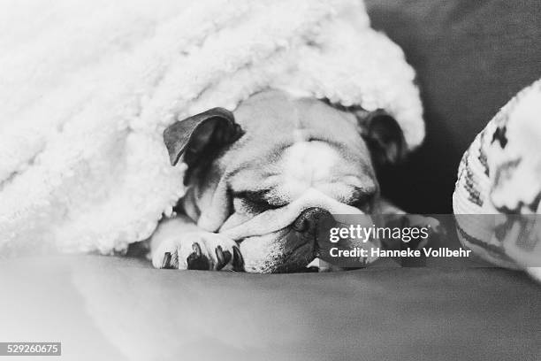 english bulldog sleeping on couch with blanket - bulldogge stock-fotos und bilder
