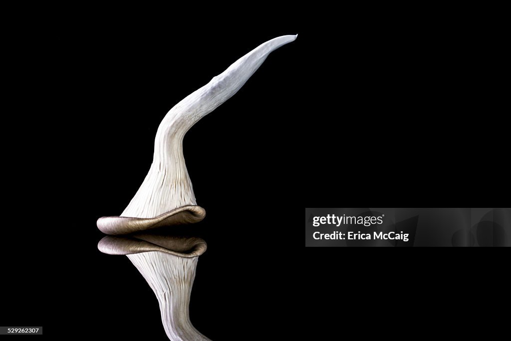 Oyster mushroom on black background