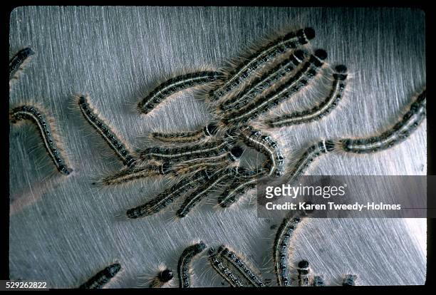 caterpillars - lasiocampidae stock pictures, royalty-free photos & images