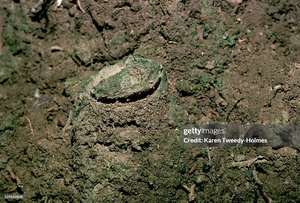 Trap of Trap-Door Spider