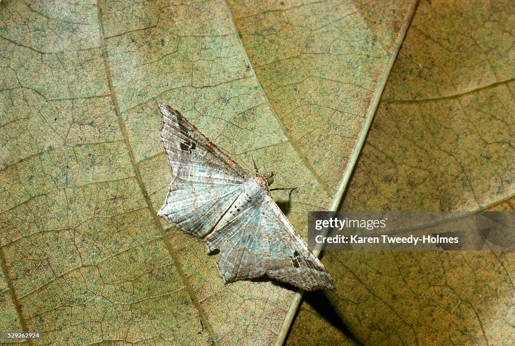 Geometric Moth