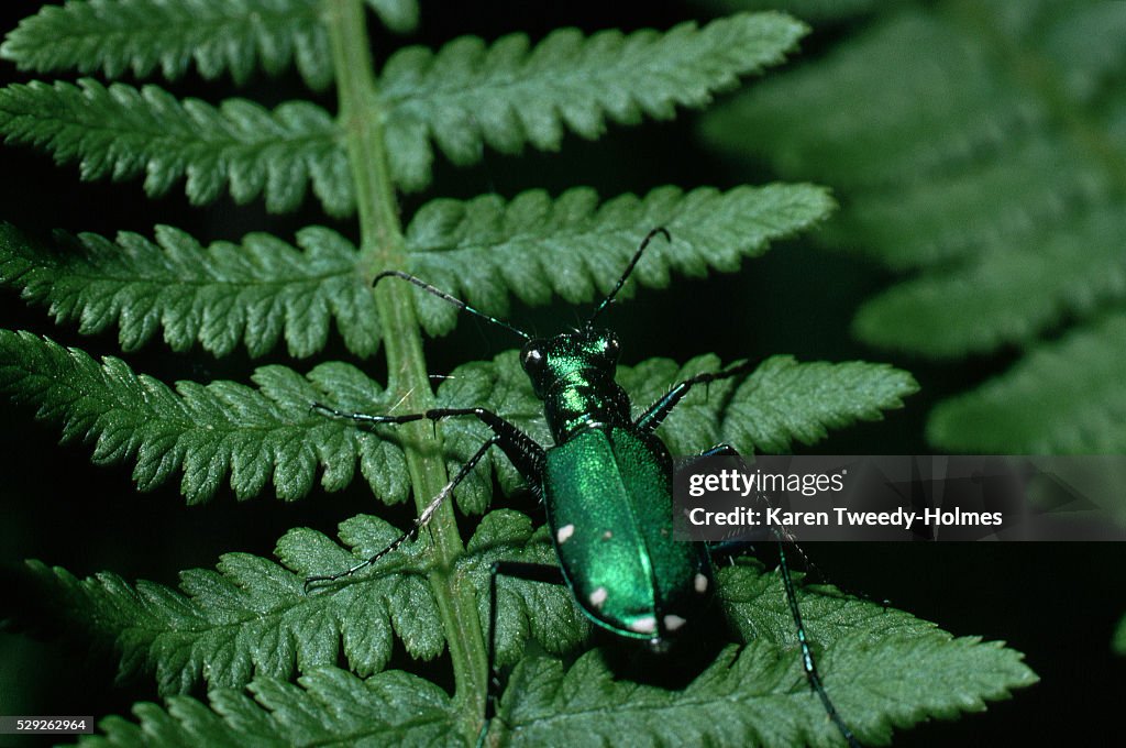 Six-Spotted Green Tiger Beetle on Fern
