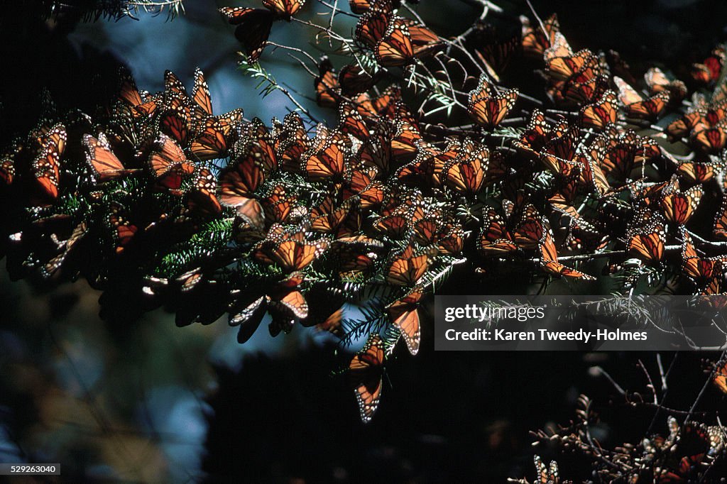 Monarch Butterflies Covering Oyamel Fir