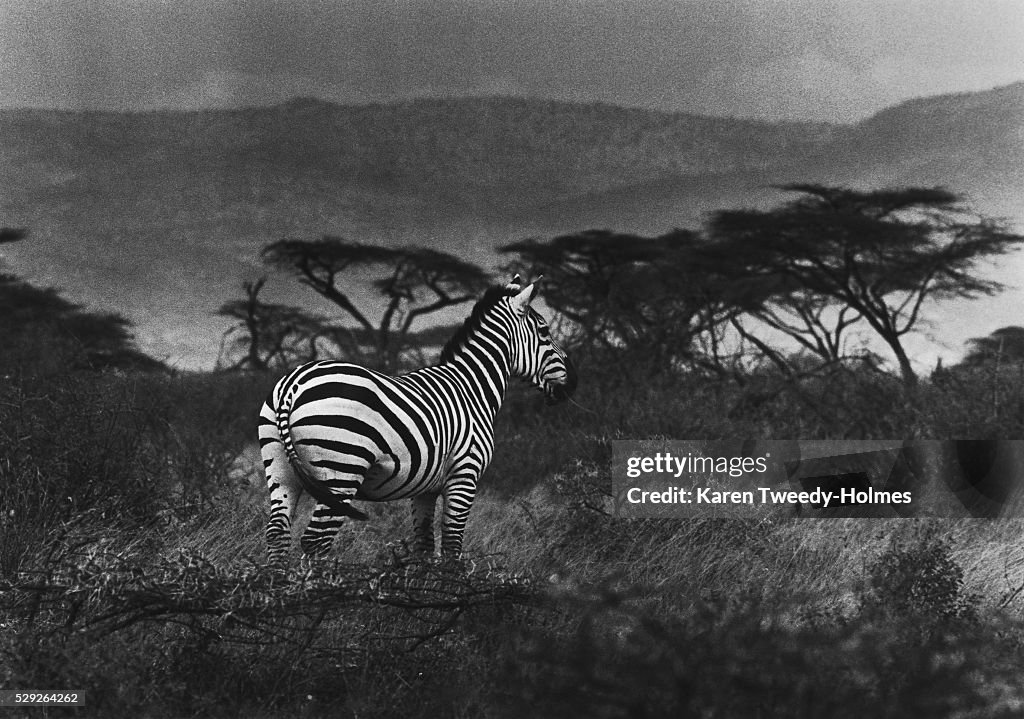 Grant's Zebra in Amboseli National Park