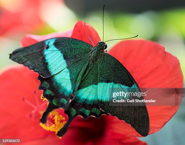 emerald swallowtail butterfly - emerald swallowtail stockfoto's en -beelden