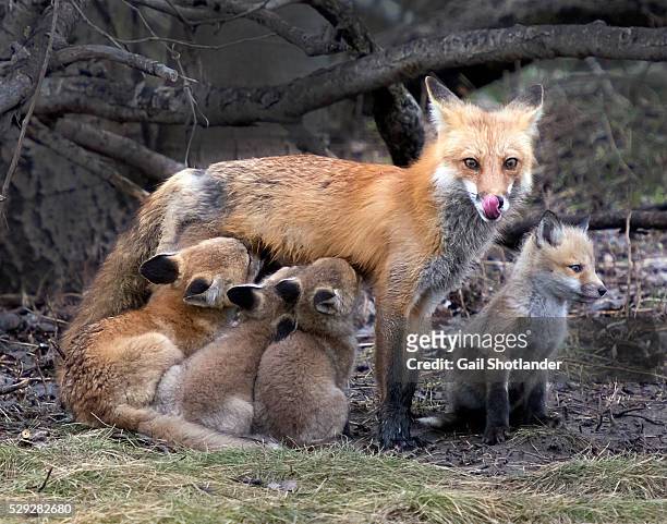 vixen red fox nursing - säugen stock-fotos und bilder