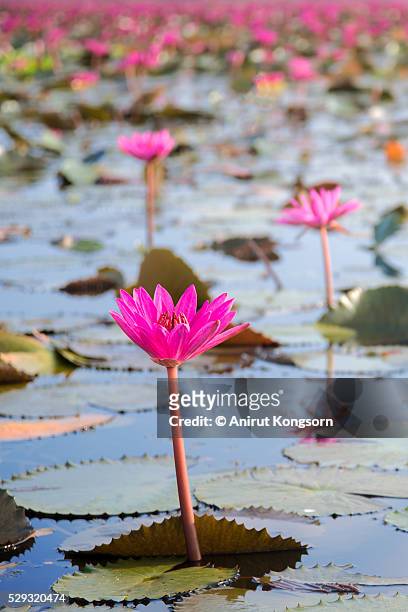 simple  pink water lily in lake - thale noi stock pictures, royalty-free photos & images
