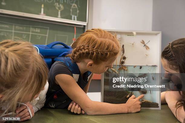 students studying about pond life in a display cabinet, f��rstenfeldbruck, bavaria, germany - kurdish girl - fotografias e filmes do acervo