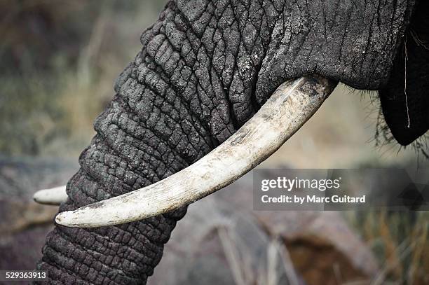 close up of an elephants tusk in tarangire - tusk stock pictures, royalty-free photos & images