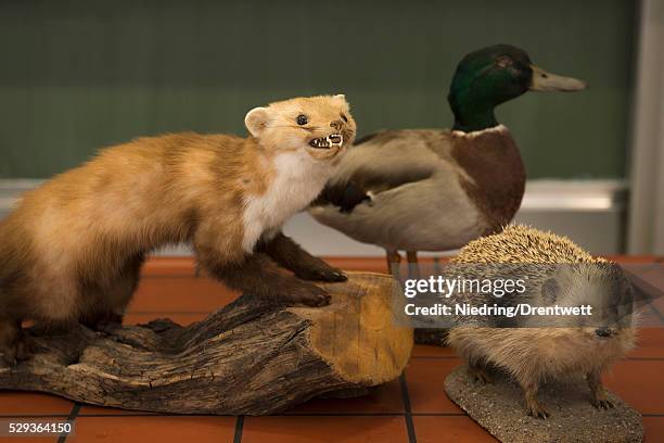 stuffed animals for experiments in a biology class, f��rstenfeldbruck, bavaria, germany - stuffed stock pictures, royalty-free photos & images