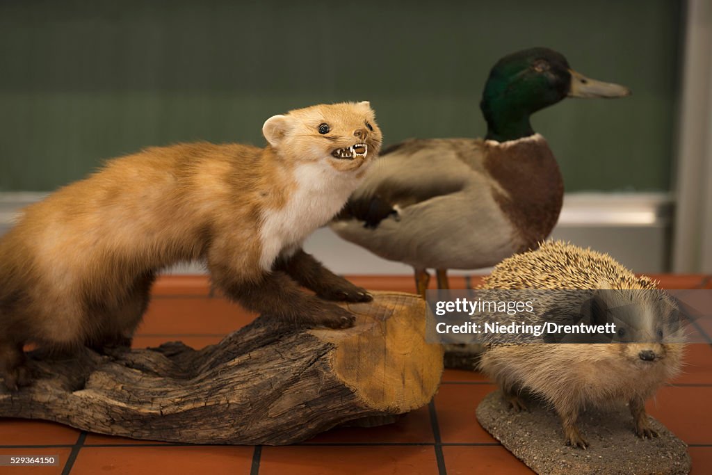Stuffed animals for experiments in a biology class, F��rstenfeldbruck, Bavaria, Germany