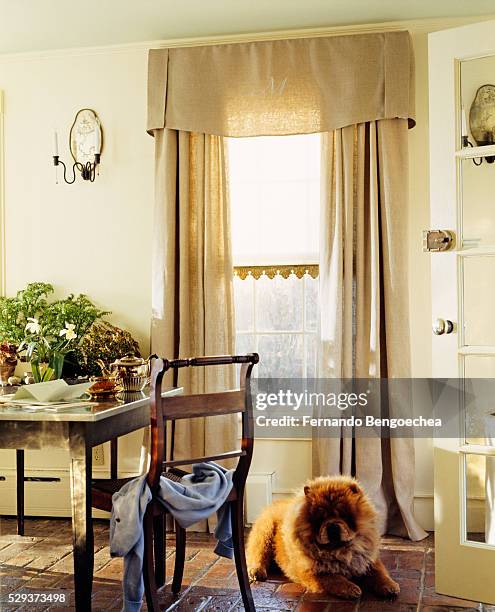 pet dog stares while sitting in the living room - curtain valance stock pictures, royalty-free photos & images