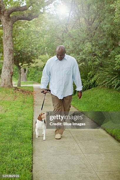 man walking dog - mature adult walking dog stock pictures, royalty-free photos & images