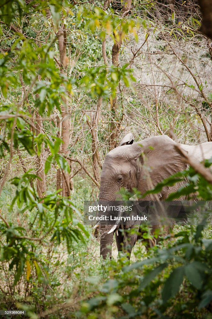 An elephant at Lake Manyara National Park, Tanzania