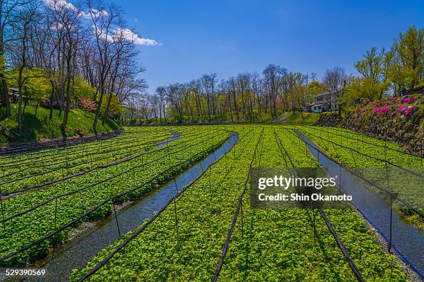 wasabi field - wasabi farming in japan stock pictures, royalty-free photos & images