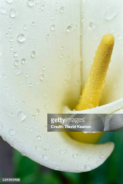 drops of dew on petals of calla lily - kearton stock pictures, royalty-free photos & images