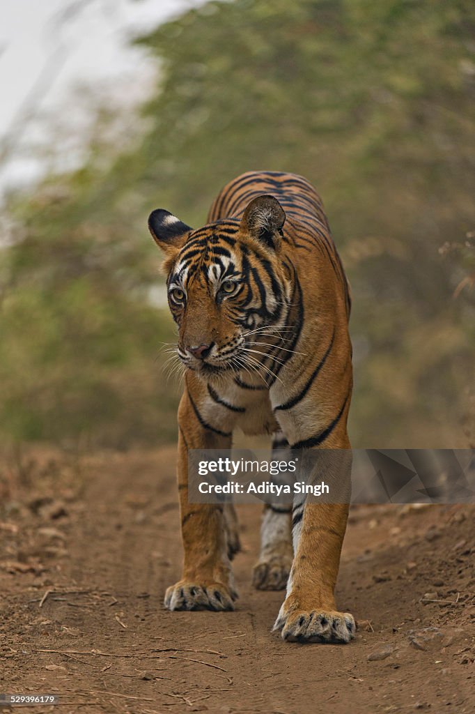 Approaching tiger on a forest path
