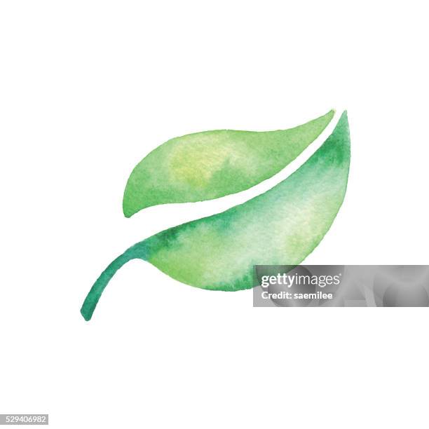 watercolor green leaf - leaf veins stock illustrations