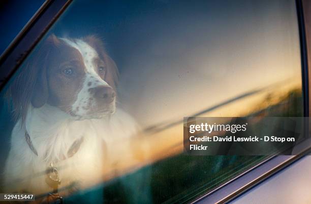 reflecting on the sunrise - brittany spaniel fotografías e imágenes de stock