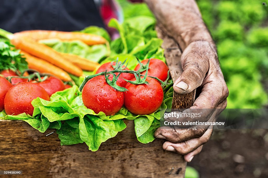 Shoot of hands holding a grate with raw vegetables