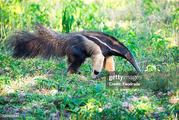 giant anteater wetland brazil - großer ameisenbär stock-fotos und bilder