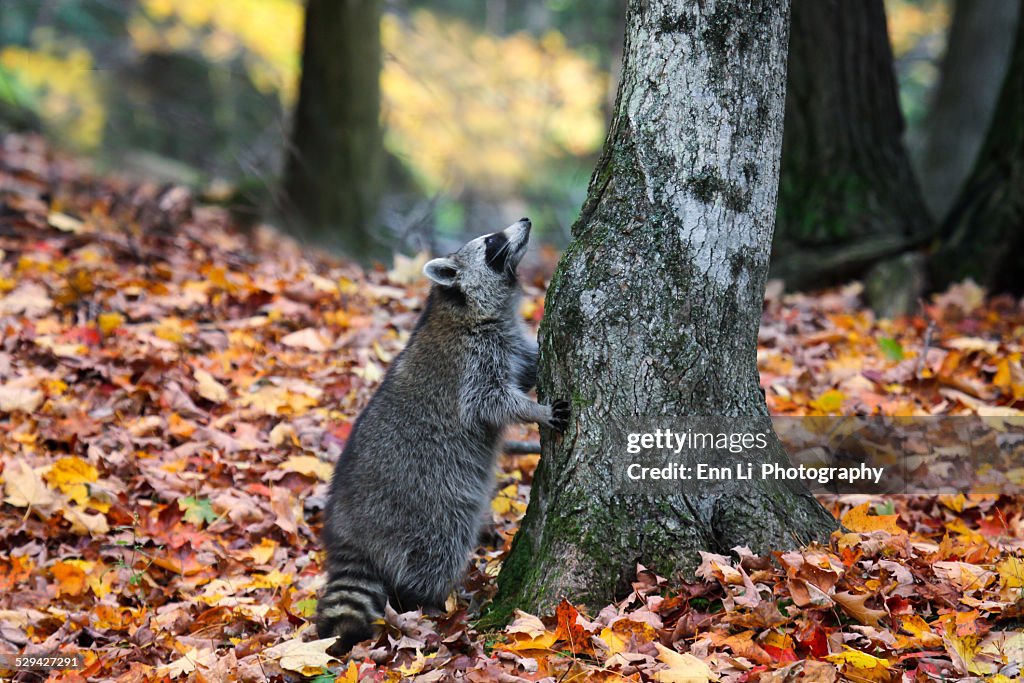 Raccoon is looking up on a tree