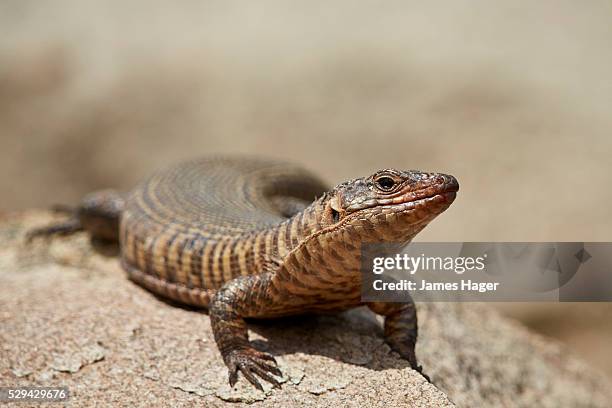 giant plated lizard (gerrhosaurus validus), kruger national park, south africa, africa - plated lizard stock pictures, royalty-free photos & images