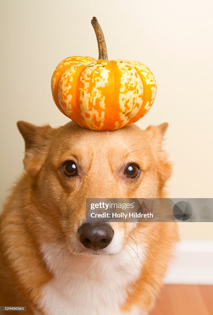 Corgi with pumpkin on head