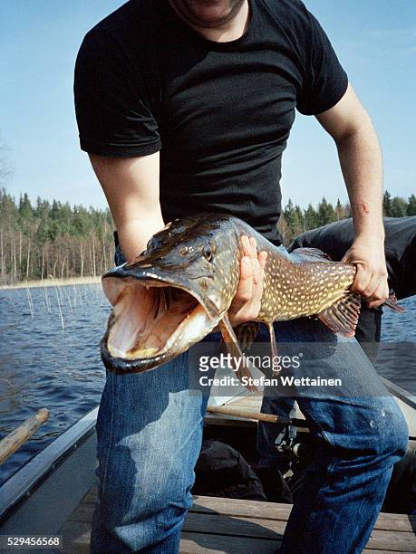 man holding a big caught pike - northern pike ストックフォトと画像