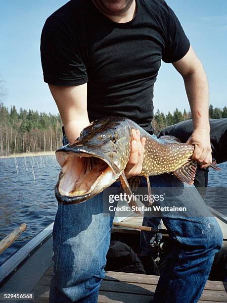 man holding a big caught pike - northern pike stock pictures, royalty-free photos & images