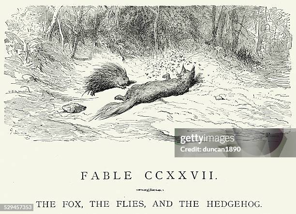 la fontaine's fables - fox flies and the hedgehog - red fox stock illustrations
