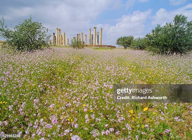 spring flowers in foreground and columns of the 7th/8th century basilica at ancient abila, a city of the roman 'decapolis', north of irbid, jordan - roman decapolis city - fotografias e filmes do acervo