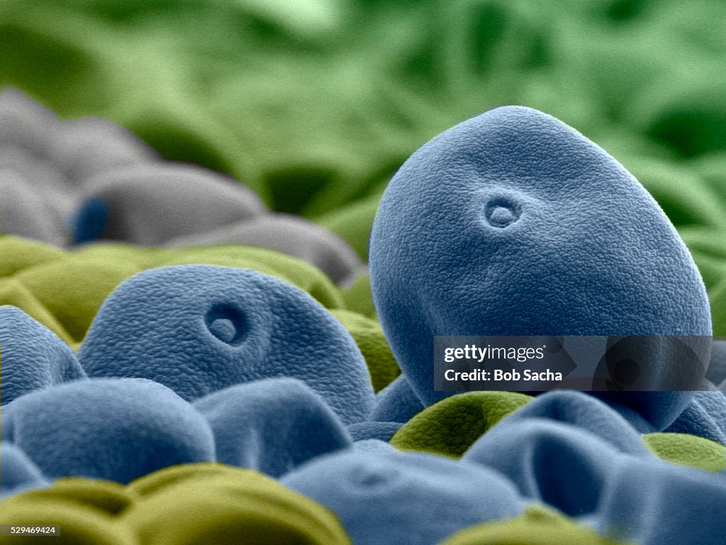 Timothy Grass Pollen