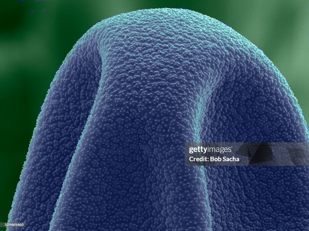 Timothy Grass Pollen