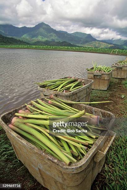 tubs of taro plants - hanalei national wildlife refuge stock pictures, royalty-free photos & images