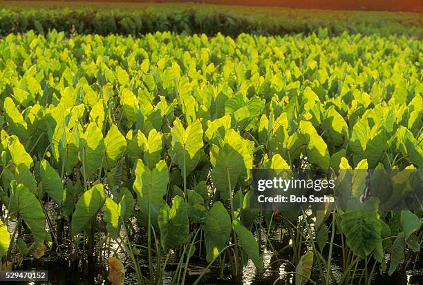 taro plants - hanalei national wildlife refuge stock pictures, royalty-free photos & images