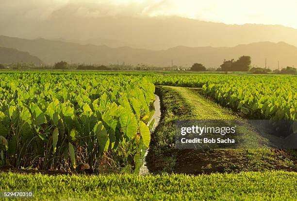 taro field - hanalei national wildlife refuge stock pictures, royalty-free photos & images