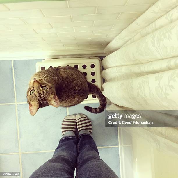 chat tabby point