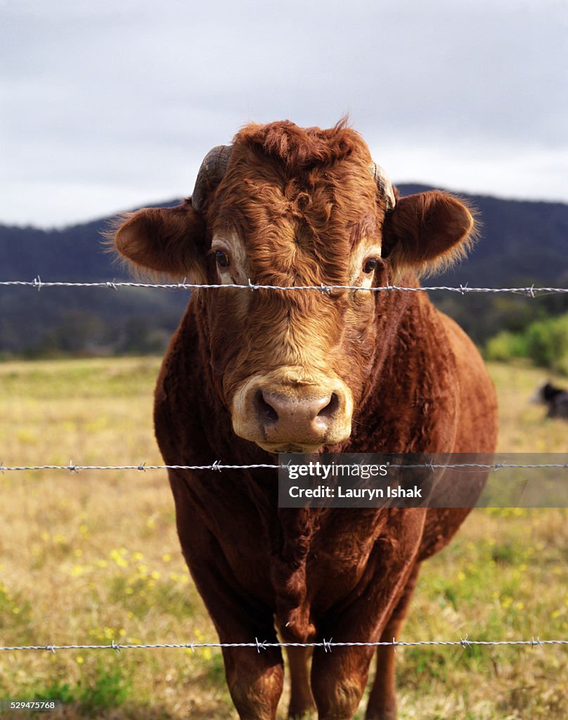 Cow standing at fence