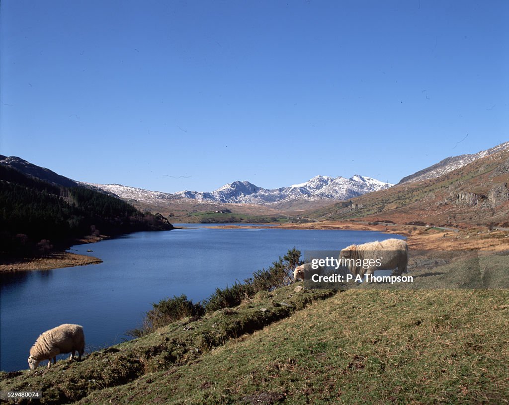 Sheep Graze by Welsh Lake