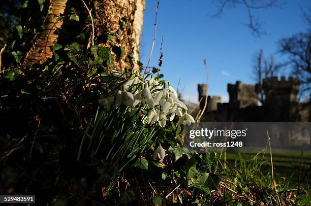 snowdrops (galanthus) - gwynedd - fotografias e filmes do acervo