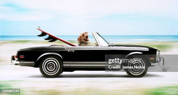 surfer dog - driving humor stock pictures, royalty-free photos & images