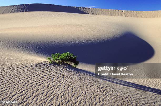 plant life in the desert - possibilities stock pictures, royalty-free photos & images