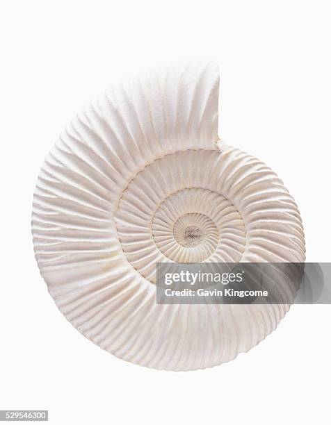 ammonite - amonite imagens e fotografias de stock